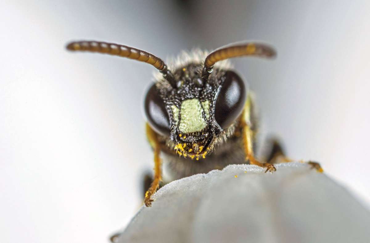Artenschutz: Wie  Wildbienen besser überleben können