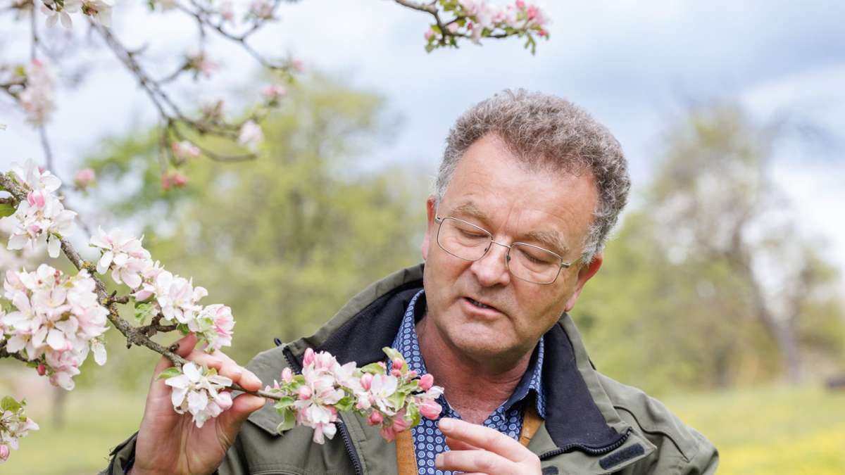 Manfred Nuber begutachtet Obstblüten.