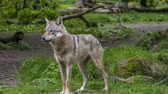 Wolf tötet mehrere Schafe im Schwarzwald