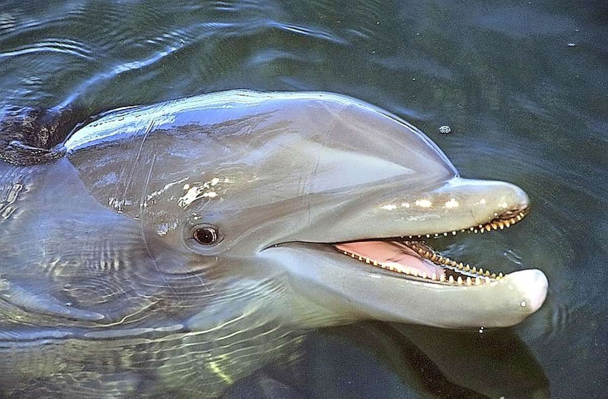 Strand bei Fukui in Japan: Achtung, bissiger Delfin – Behörden warnen Badegäste
