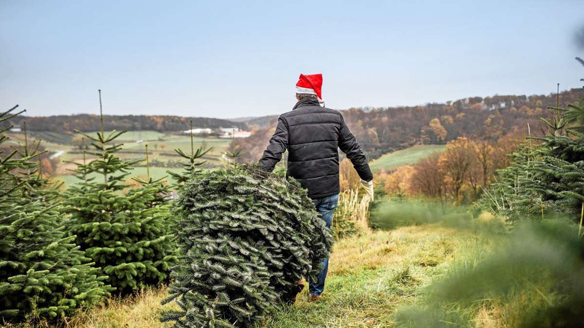 Kosten für eine Nordmanntanne: So teuer ist der Weihnachtsbaum geworden