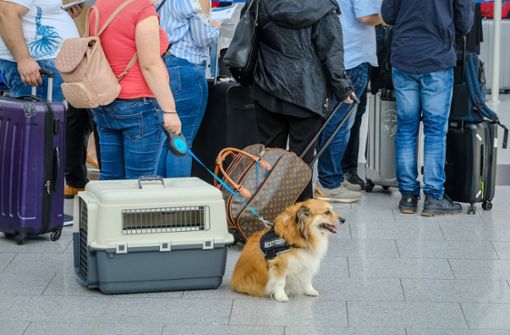 Ohne gute Vorbereitung geht es bei Auslandsreisen mit Hund nicht. (Symbolfoto) Foto: imago images/Rupert Oberhäuser