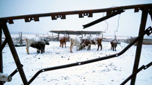 Extremwinter in Mongolei: Mehr als 1,5 Millionen Tiere tot