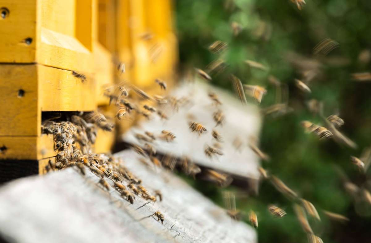 Bienenseuche im Schwarzwald: Wie man Bienen helfen kann