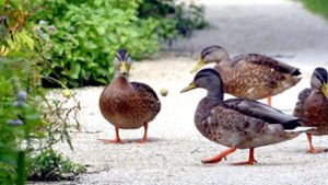 Auffahrunfall wegen Entenfamilie auf  A 81 bei Sindelfingen