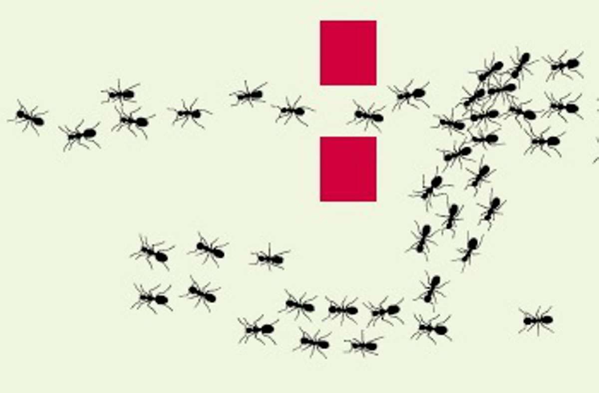Warum entsteht bei Ameisenstraßen kein Stau? Auf der Suche nach Nahrung hinterlassen einzelne Ameisen Duftmarken, um Artgenossen den Weg zur Futterquelle zu zeigen. Diese locken weitere Ameisen an, die ebenfalls Duftstoffe hinterlassen und so das Signal verstärken. Tritt ein Hindernis auf, wird der Weg weniger markiert oder es werden sogar Stoppsignale gesetzt – immer weniger Ameisen wählen diesen Weg, sondern nehmen einen anderen. Diese Art von Verkehrsfunk verhindert das Auftreten von Staus. Oft schubsen nachfolgende Ameisen auch die langsamer vorauslaufenden in eine andere Richtung.