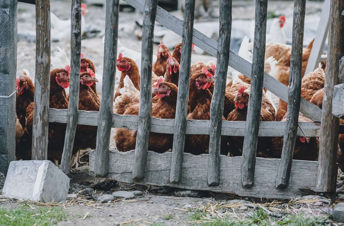 Keine neuen Fälle von Vogelgrippe: Geflügel in Böblingen und Sindelfingen darf wieder ins Freie