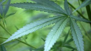Polizeigewerkschaften warnen vor Cannabis-Legalisierung