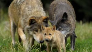 Wolfsrudel am Schluchsee hat gute Chancen, sich  wieder zu erholen