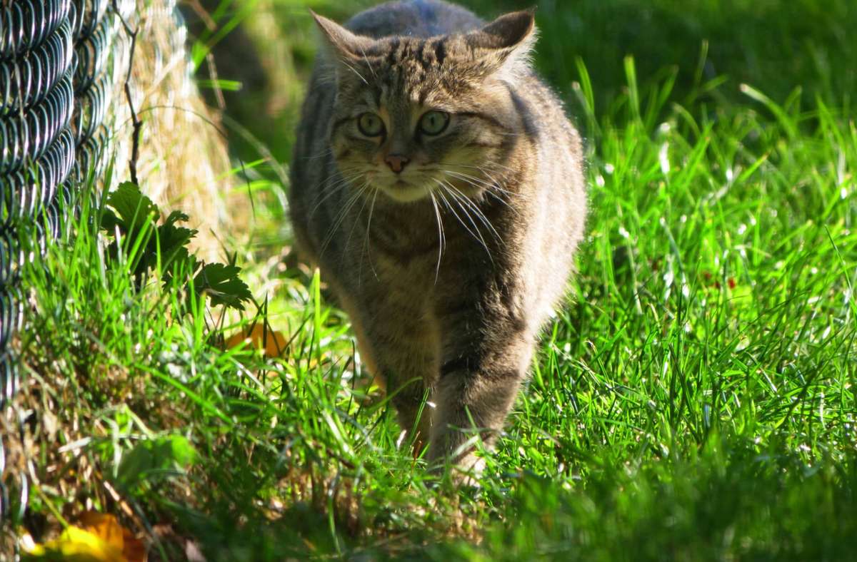 Tierquälerei in Niedersachsen: Unbekannte vergraben lebendige Katze auf Feld