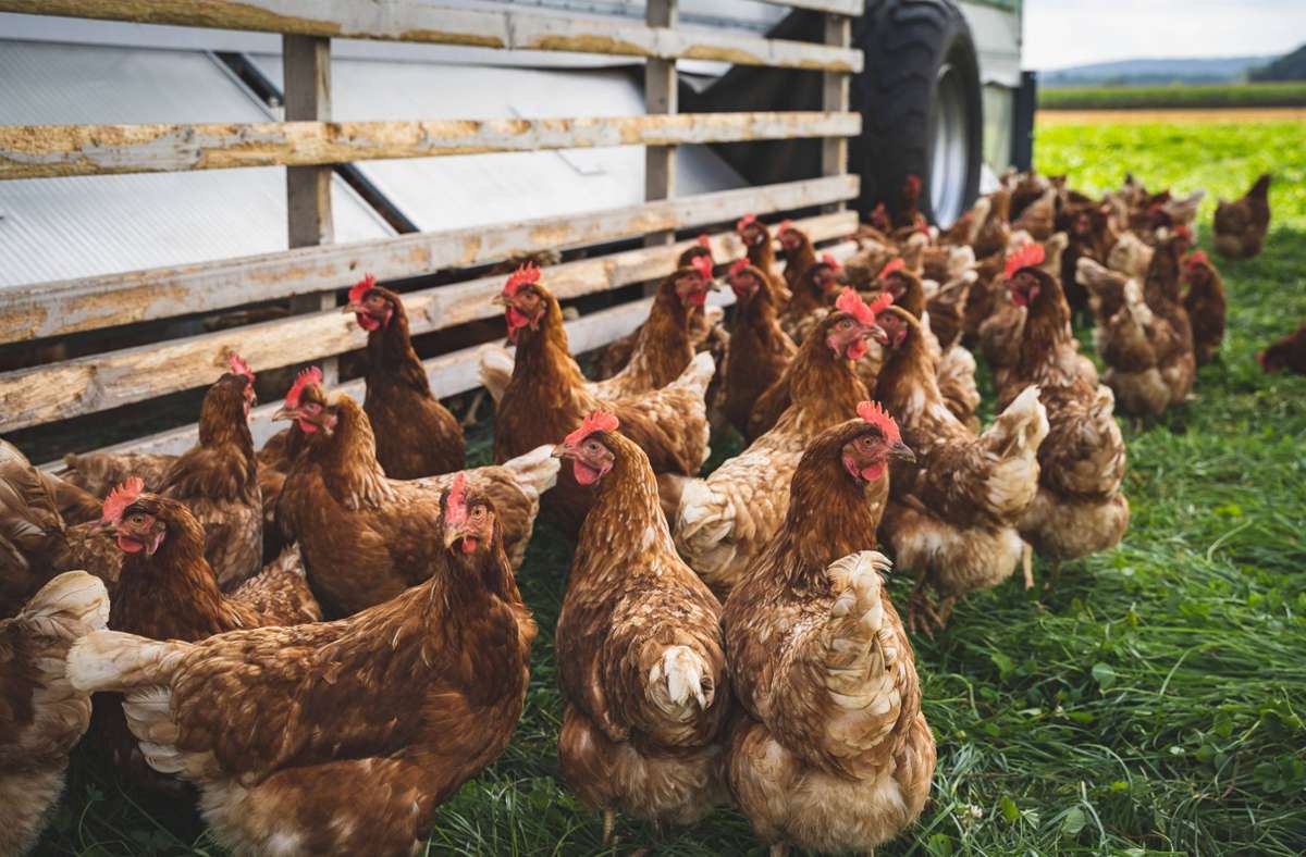 Endlich wieder ins Grüne! Freilandhühner in mehreren Kreisen  im Südwesten müssen ab 1. April nicht mehr im Stall verharren. (Symbolbild) Foto: imago /Countrypixel