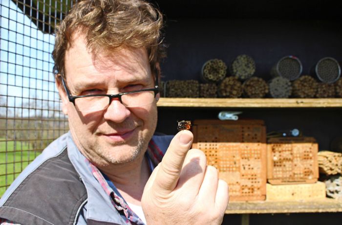 Artenschutz in Filderstadt: So hilft er Bienen ohne viel Aufwand