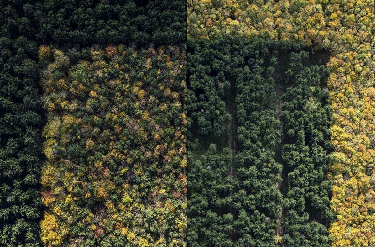 Ein Herbstwald  aus der Sicht von Stephan Zirwes