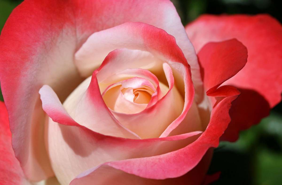 Kreis Ravensburg: Dieb stiehlt 50 Rosen von Grab