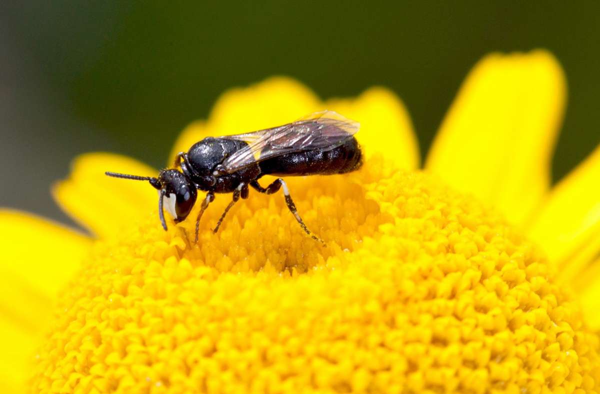 Sieht aus wie eine Wespe: Maskenbiene ist „Wildbiene des Jahres“