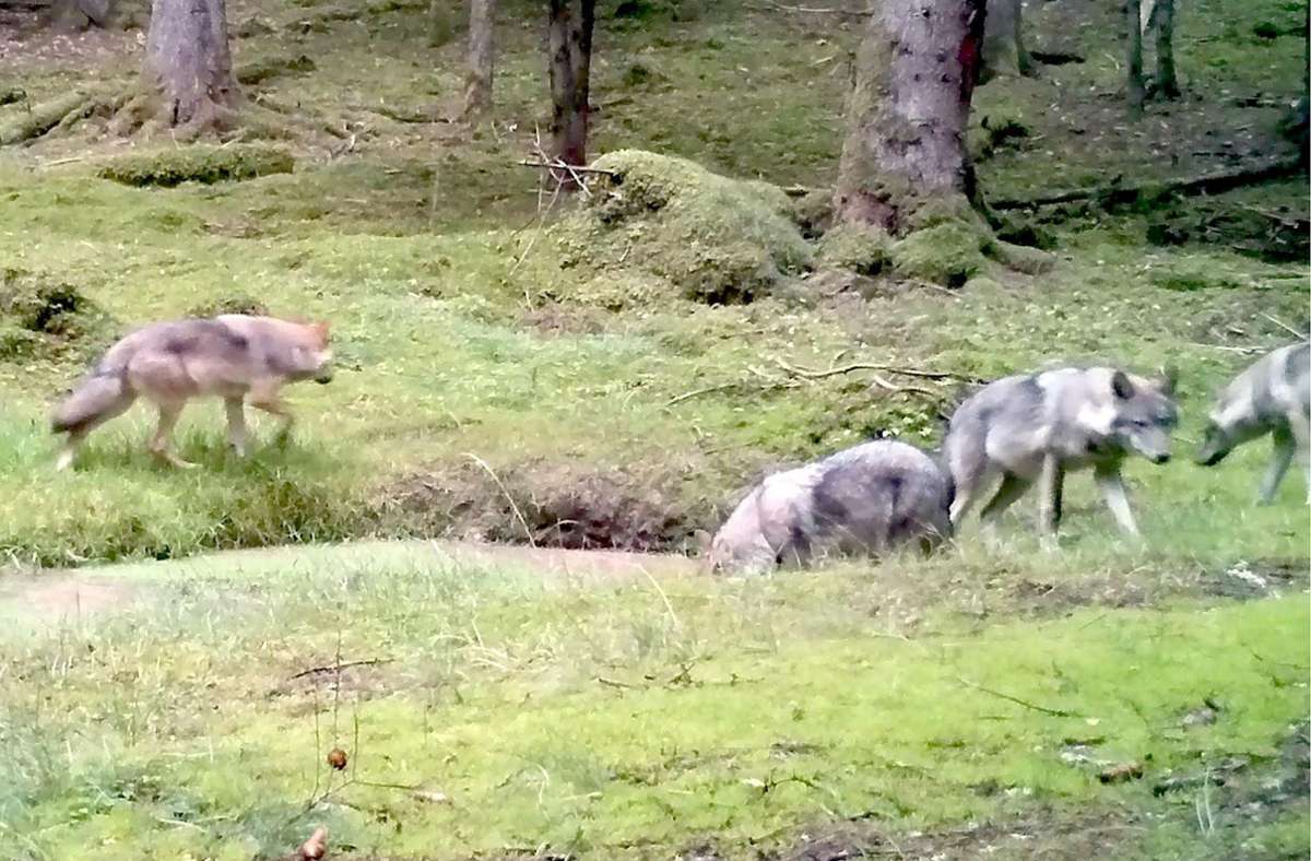 Wildtiere in Baden-Württemberg: Nicht wegrennen, wenn der Wolf kommt