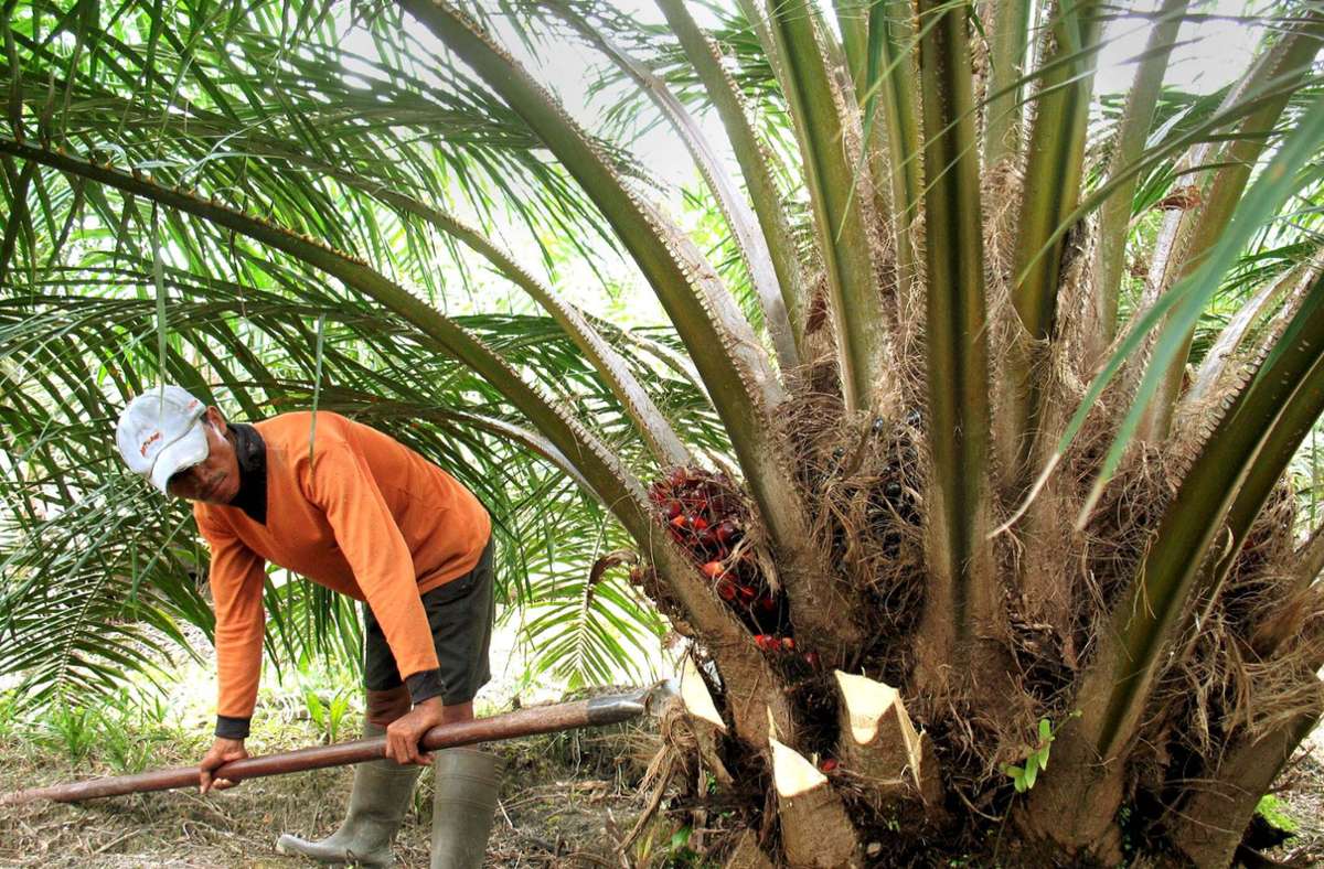 Artenschutz in den Tropen: So soll Palmöl nachhaltiger werden