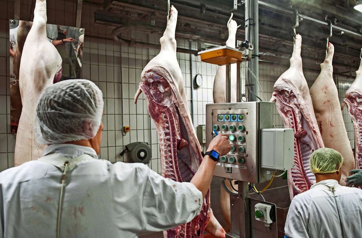 Tierschutz im Südwesten: Probleme in Schlachthöfen bleiben