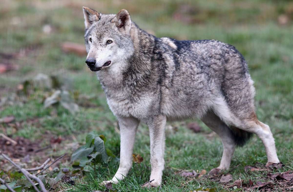 Wolf in Baden-Württemberg: FDP will Raubtier jagen lassen