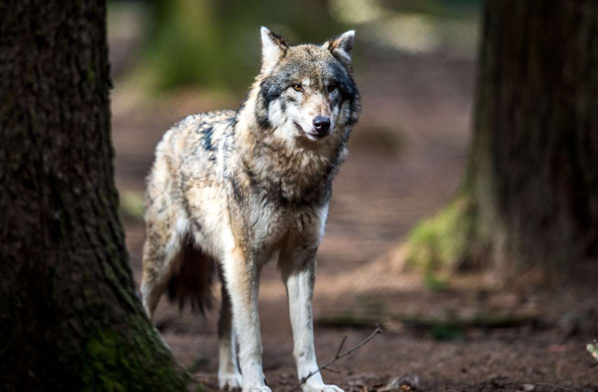 Wölfe in Baden-Württemberg: Grüne und CDU wollen ein Kompetenzzentrum aufbauen