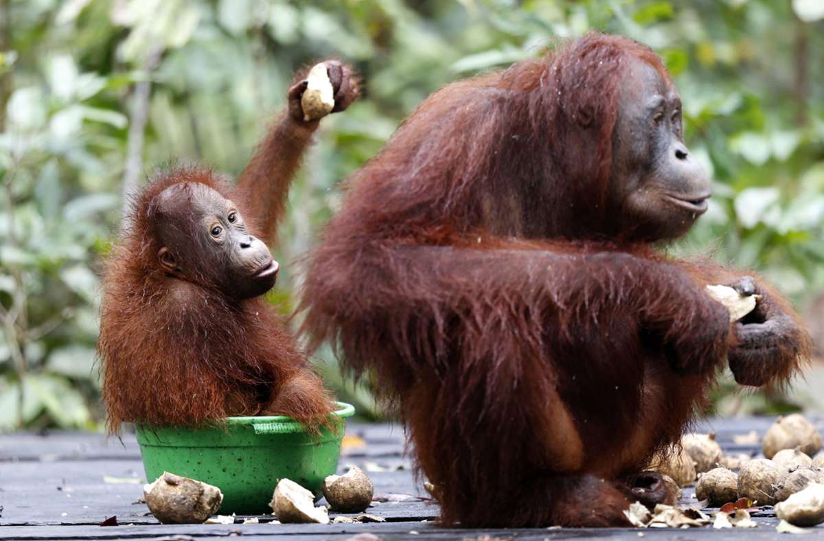 Orang-Utans können auf einen gut gefüllten kommunikativen und kognitiven „Werkzeugkasten“ zurückgreifen, wie die Verhaltensforscherin Simone Pika von der Universität Osnabrück erklärt.
