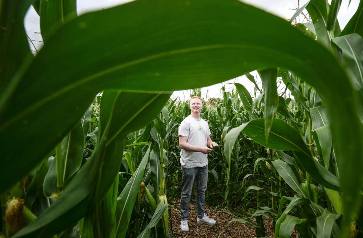Ausflugstipps für die Ferien: Renninger Maislabyrinth lädt zum Verirren ein