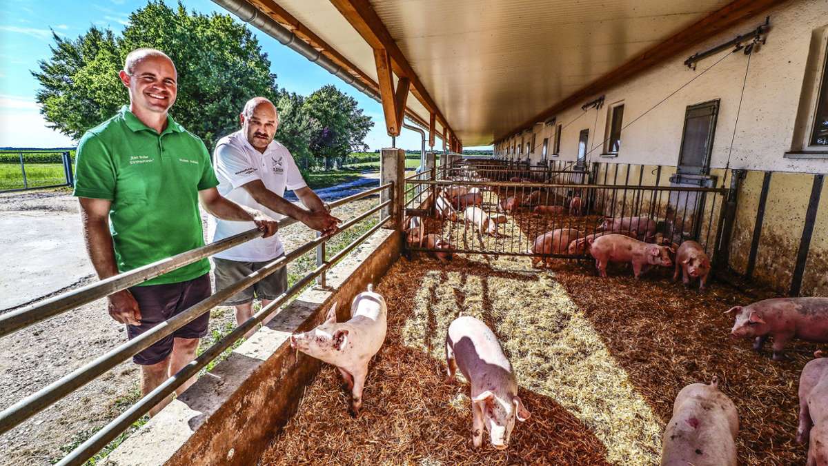 Tierhaltung im Kreis Göppingen: Im Wohlfühlstall gibt’s Schweinemüsli