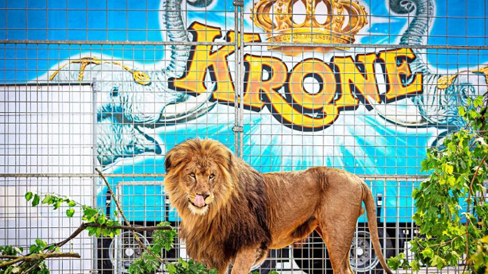 Circus Krone gastiert auf dem Flugfeld: Löwen und Tiger mitten in Böblingen