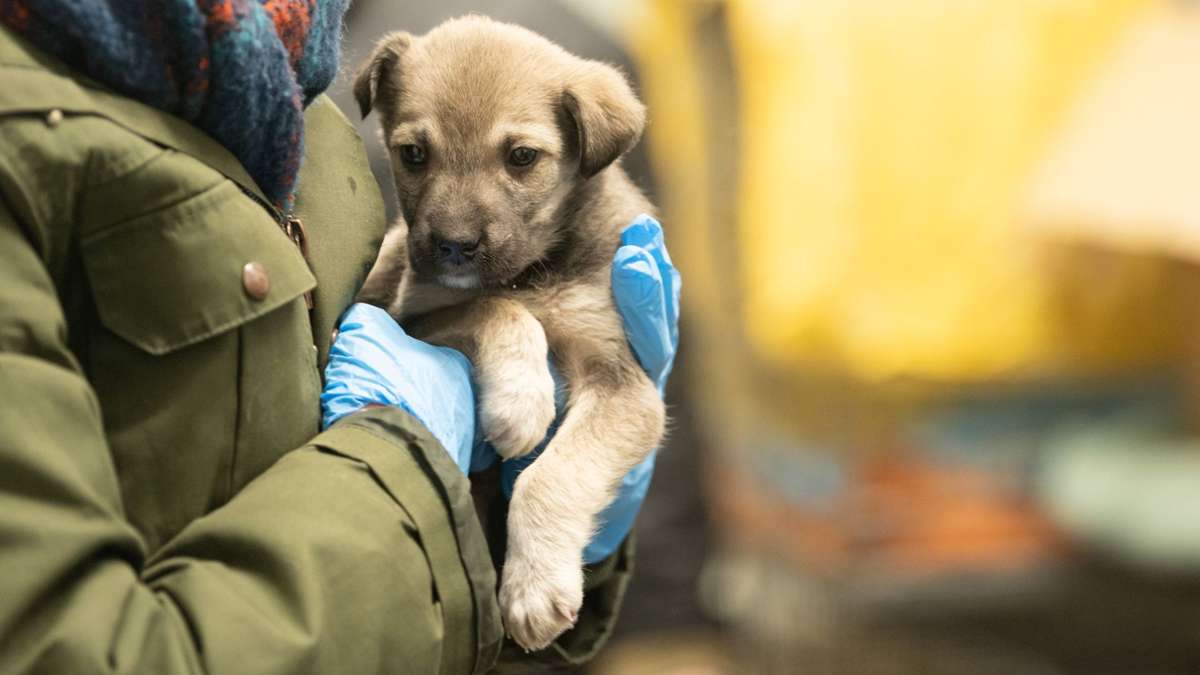 Tierschutz: EU will Schutz für Haustiere verschärfen