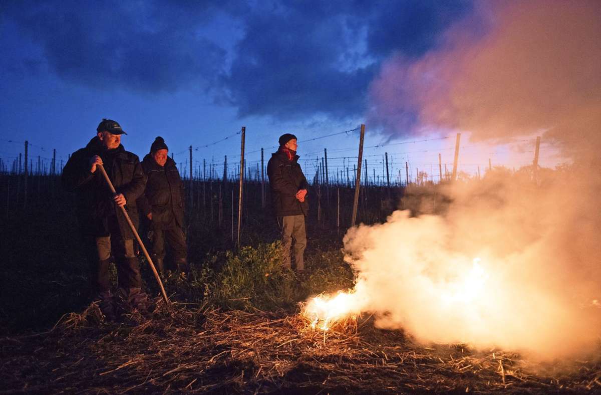 Weinbauern schützen ihre Reben durch Feuer vor Spätfrost.