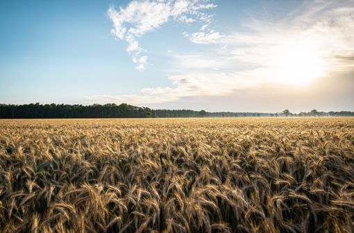 Weizen ist eine wichtige Grundlage zur Versorgung der Bevölkerung mit Nahrung. (Symbolbild) Foto: imago images/Countrypixel/via www.imago-images.de