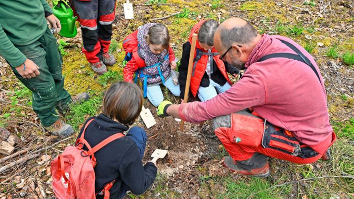 Nachhaltigkeit im Kreis Ludwigsburg: Esskastanien und Mehlbeeren für den Wald von morgen gepflanzt