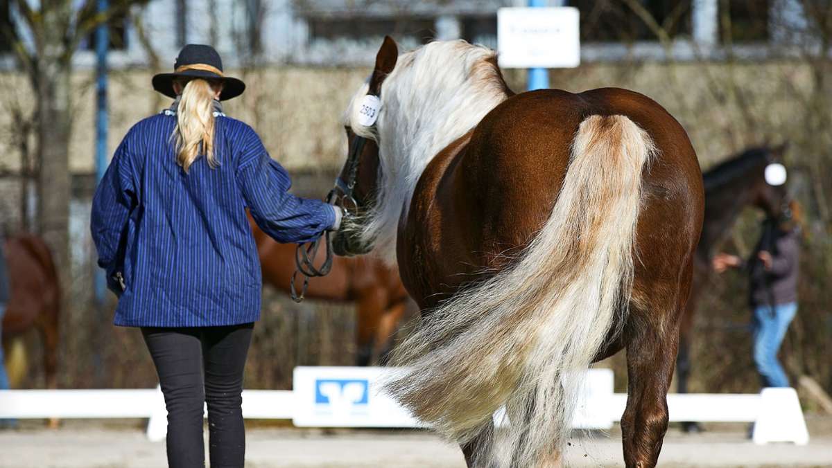 Fest in Bernhausen: Pferdemarkt-Jubiläum soll mehr als 70 000 Euro kosten