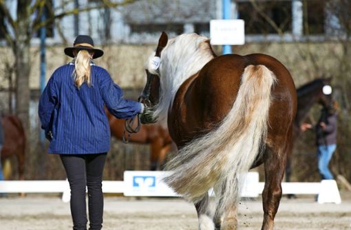 Nach der Zwangspause freuen sich die Pferdemarkt-Fans auf 2023. Foto: Horst Rudel