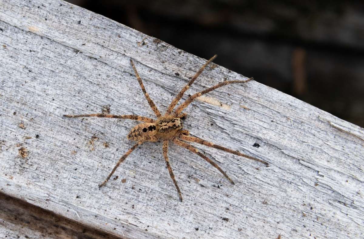 Nosferatu-Spinne: Wie gefährlich ist die invasive Art?