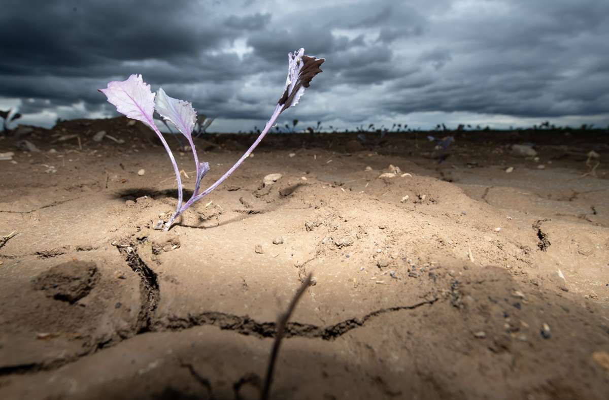 Bericht des Weltklimarates: Folgen des Klimawandels – Wassermangel, Hunger und Krankheiten