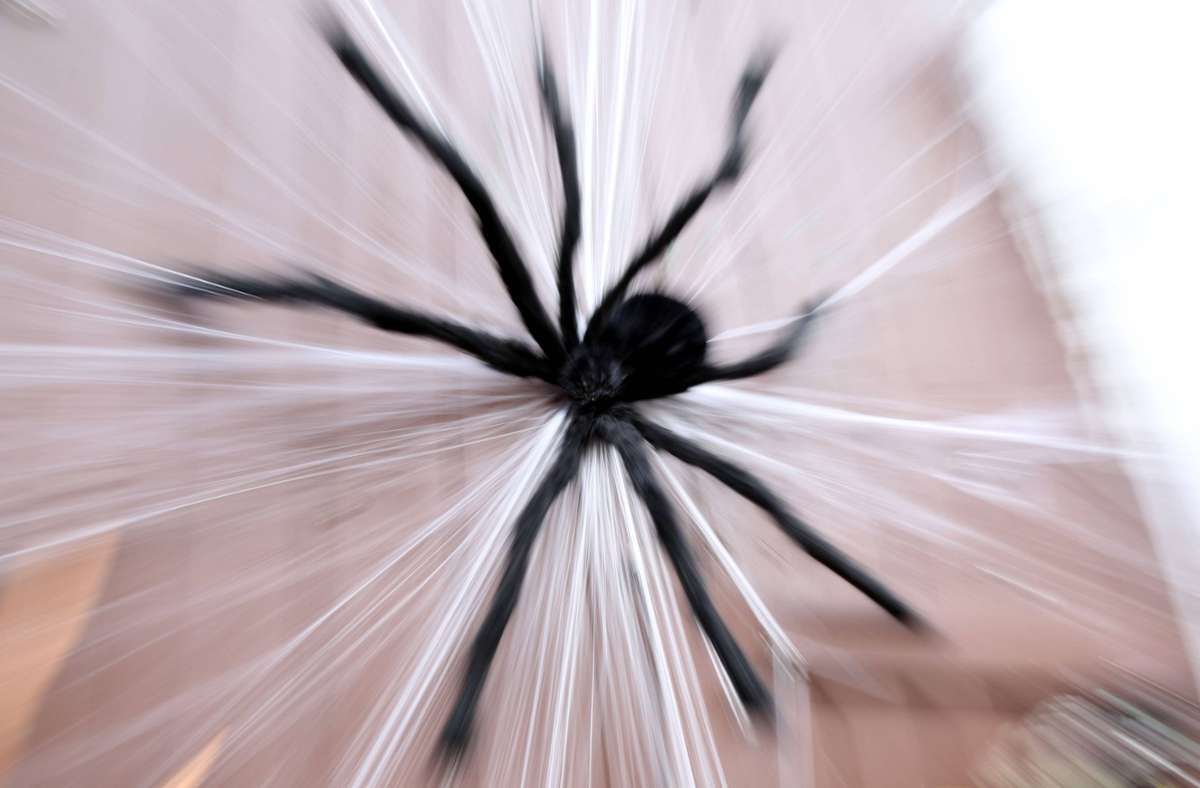 Kurioses aus Neu-Ulm: Frau ruft Polizei zur Spinnensuche in ihrer Wohnung