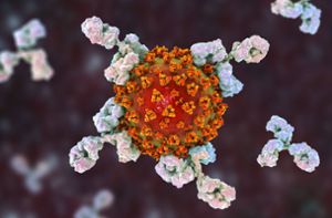 Antikörper-Studie im Kreis Böblingen: Daten stützen Schutzwirkung einer Impfung