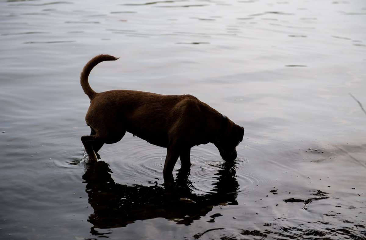 Hundeattacke in Böblingen: Rottweiler beißt 56-Jährige