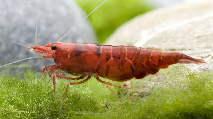 Bosch-Startup für Shrimps-Zucht verzeichnet Wachstum