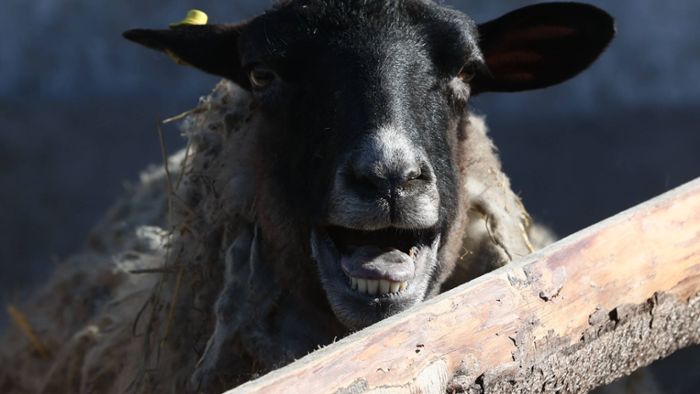 Windböen blasen Schaf immer wieder um – Schäfer rettet Tier
