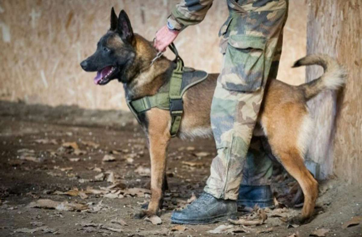 Der französische Militärhund Leuk erhält posthum einen britischen Orden.