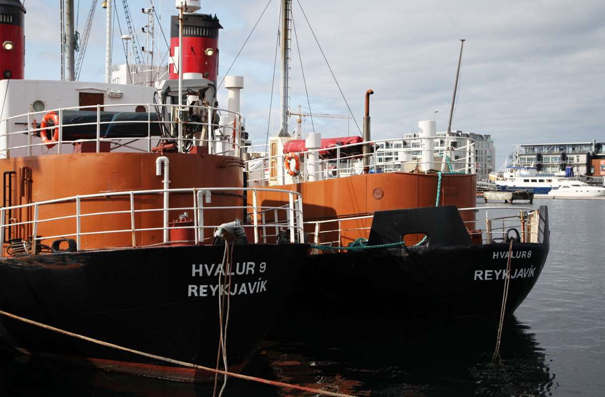 Nach temporären Stopp: Island lässt Walfang unter strengen Auflagen wieder zu