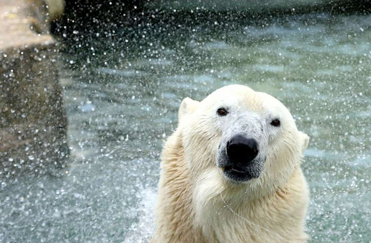 Zoo Karlsruhe: Eisbär Lloyd nach Budapest umgezogen