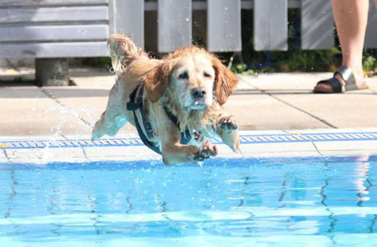 Ende der Freibadsaison  in Rudersberg: Hundebadetag!  Nala & Co. nehmen Anlauf zum Austoben