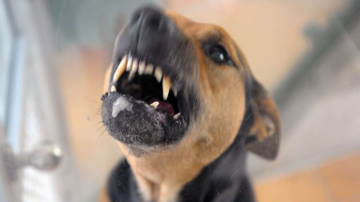 Fahrlässige Körperverletzung in Herrenberg: Hund beißt Mann in die Wade