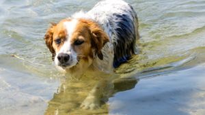 Hunde vor der Hitze schützen – 5 Tipps