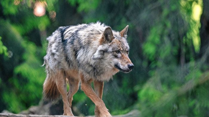 Schafsrisse bei Rudersberg bestätigt: Der Wolf geht im Rems-Murr-Kreis um