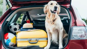 Hundegeruch aus dem Auto entfernen