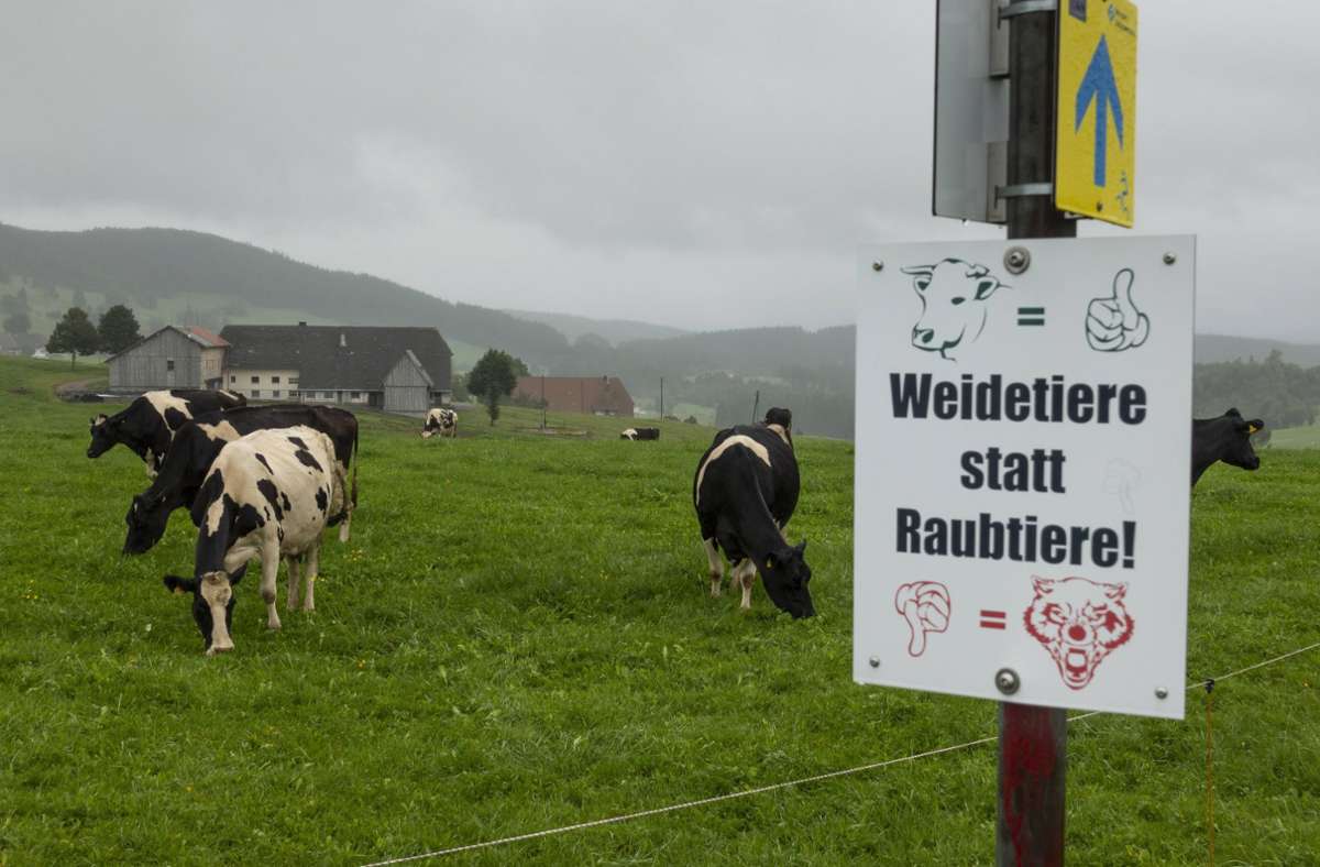 Nach Wolfsspuren an totem Rind: Wolf macht Rinderhalter im Schwarzwald nervös
